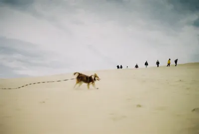 Rollific